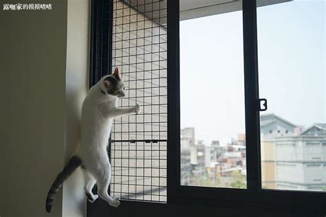 夢見養貓 窗戶大小